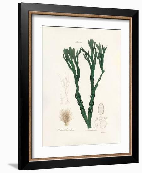 Bladder Wrack (Fucus Vesiculosus) Medical Botany-John Stephenson and James Morss Churchill-Framed Photographic Print