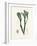 Bladder Wrack (Fucus Vesiculosus) Medical Botany-John Stephenson and James Morss Churchill-Framed Photographic Print
