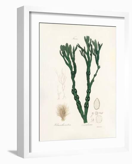 Bladder Wrack (Fucus Vesiculosus) Medical Botany-John Stephenson and James Morss Churchill-Framed Photographic Print