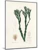 Bladder Wrack (Fucus Vesiculosus) Medical Botany-John Stephenson and James Morss Churchill-Mounted Photographic Print