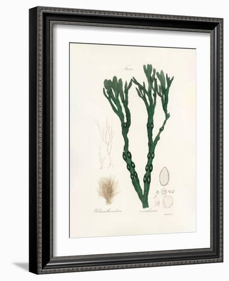 Bladder Wrack (Fucus Vesiculosus) Medical Botany-John Stephenson and James Morss Churchill-Framed Photographic Print