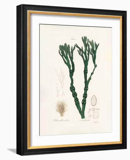 Bladder Wrack (Fucus Vesiculosus) Medical Botany-John Stephenson and James Morss Churchill-Framed Photographic Print