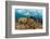 Blade fire coral colonies breaking wave, Honduras-Claudio Contreras-Framed Photographic Print