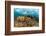 Blade fire coral colonies breaking wave, Honduras-Claudio Contreras-Framed Photographic Print