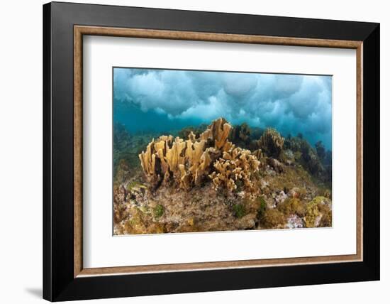 Blade fire coral colonies breaking wave, Honduras-Claudio Contreras-Framed Photographic Print