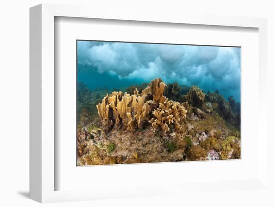 Blade fire coral colonies breaking wave, Honduras-Claudio Contreras-Framed Photographic Print