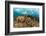 Blade fire coral colonies breaking wave, Honduras-Claudio Contreras-Framed Photographic Print