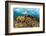 Blade fire coral colonies breaking wave, Honduras-Claudio Contreras-Framed Photographic Print