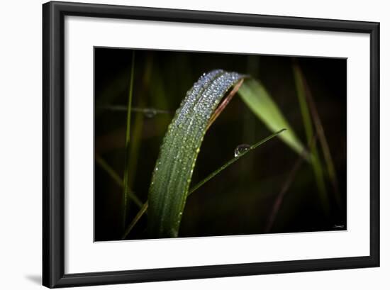 Blade of Grass with Dew Drops-Gordon Semmens-Framed Photographic Print