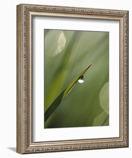 Blade of Grass with Dewdrop-Nancy Rotenberg-Framed Photographic Print