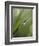 Blade of Grass with Dewdrop-Nancy Rotenberg-Framed Photographic Print