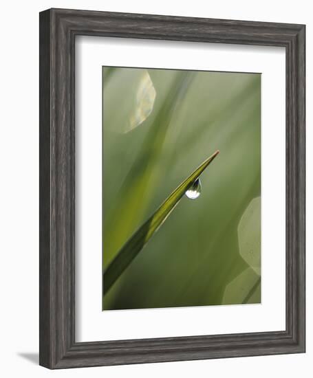 Blade of Grass with Dewdrop-Nancy Rotenberg-Framed Photographic Print