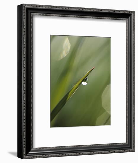 Blade of Grass with Dewdrop-Nancy Rotenberg-Framed Photographic Print