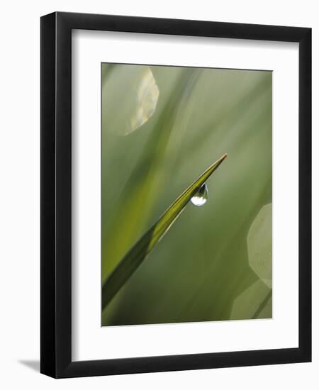 Blade of Grass with Dewdrop-Nancy Rotenberg-Framed Photographic Print