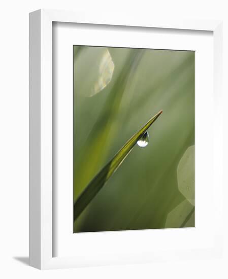 Blade of Grass with Dewdrop-Nancy Rotenberg-Framed Photographic Print