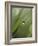 Blade of Grass with Dewdrop-Nancy Rotenberg-Framed Photographic Print