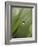 Blade of Grass with Dewdrop-Nancy Rotenberg-Framed Photographic Print