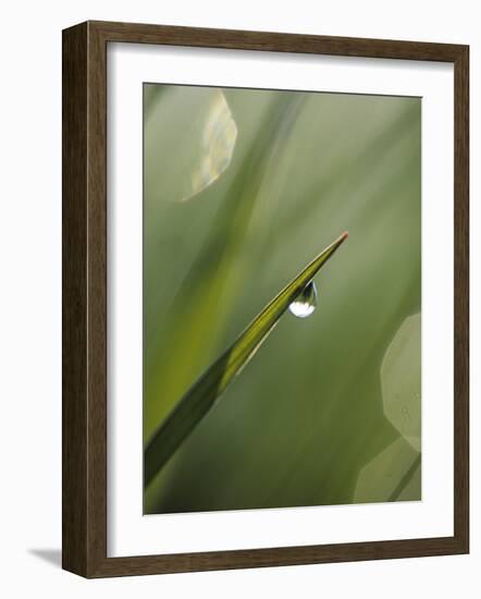 Blade of Grass with Dewdrop-Nancy Rotenberg-Framed Photographic Print