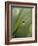 Blade of Grass with Dewdrop-Nancy Rotenberg-Framed Photographic Print