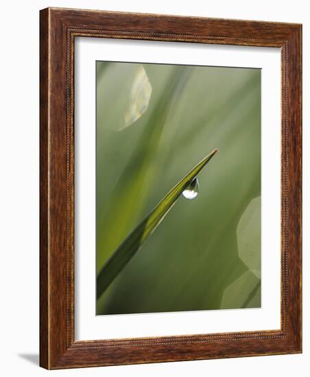 Blade of Grass with Dewdrop-Nancy Rotenberg-Framed Photographic Print