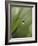 Blade of Grass with Dewdrop-Nancy Rotenberg-Framed Photographic Print