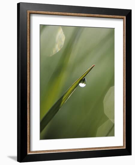 Blade of Grass with Dewdrop-Nancy Rotenberg-Framed Photographic Print