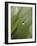 Blade of Grass with Dewdrop-Nancy Rotenberg-Framed Photographic Print