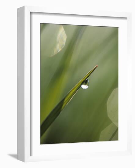 Blade of Grass with Dewdrop-Nancy Rotenberg-Framed Photographic Print