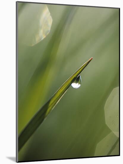 Blade of Grass with Dewdrop-Nancy Rotenberg-Mounted Photographic Print