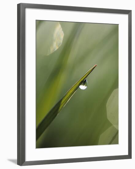 Blade of Grass with Dewdrop-Nancy Rotenberg-Framed Photographic Print