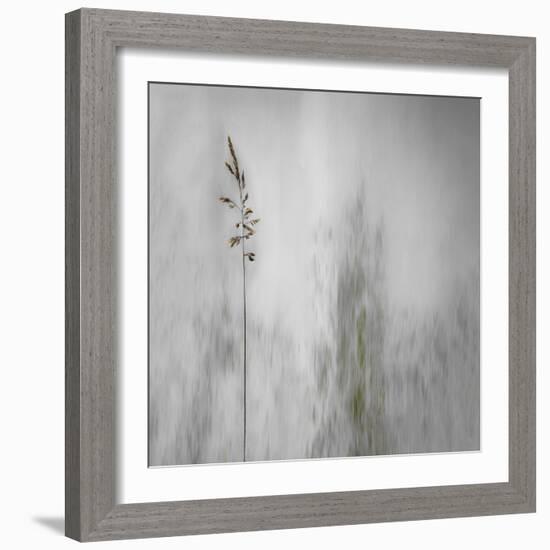 Blade of Grass-Gilbert Claes-Framed Photographic Print