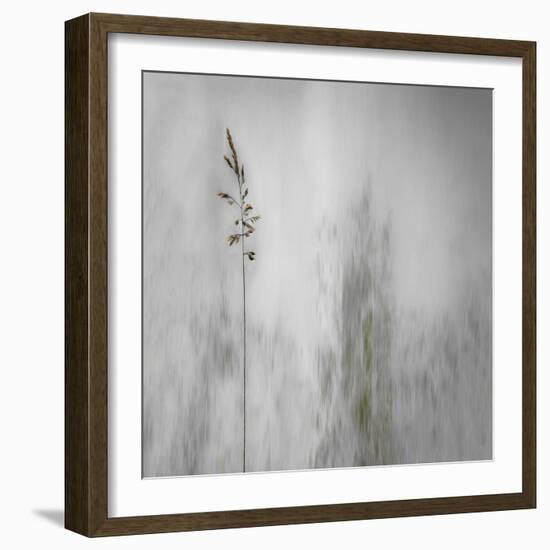 Blade of Grass-Gilbert Claes-Framed Photographic Print