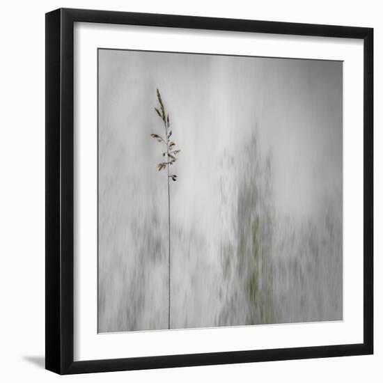 Blade of Grass-Gilbert Claes-Framed Photographic Print