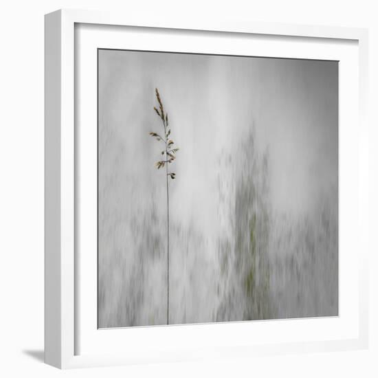 Blade of Grass-Gilbert Claes-Framed Photographic Print