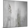 Blade of Grass-Gilbert Claes-Mounted Photographic Print