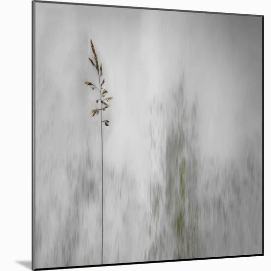 Blade of Grass-Gilbert Claes-Mounted Photographic Print