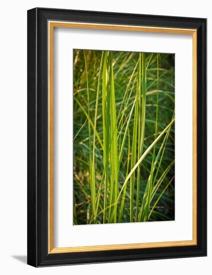 Blades of Grass on the Prairie-Steve Gadomski-Framed Photographic Print