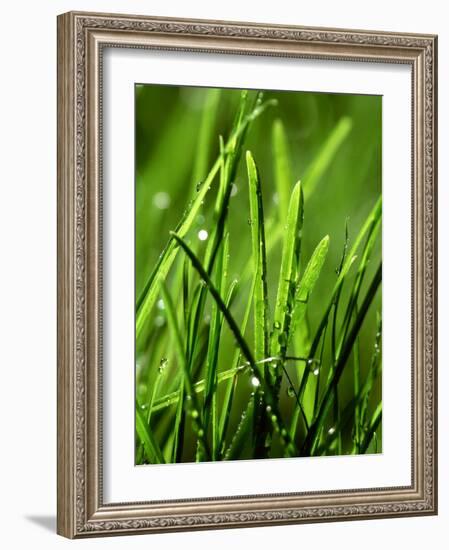 Blades of Grass with Dewdrops-Dirk Olaf Wexel-Framed Photographic Print