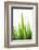 Blades of Green No. 1-Sonja Quintero-Framed Photographic Print