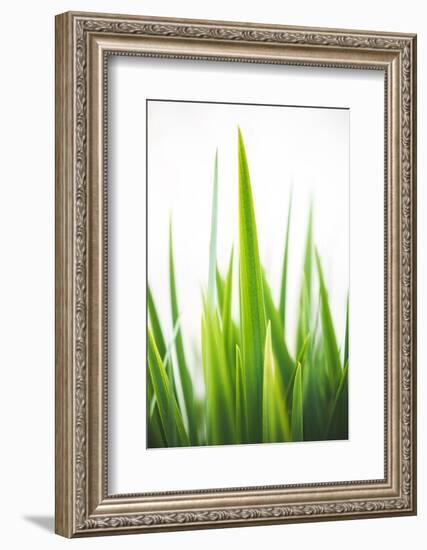 Blades of Green No. 1-Sonja Quintero-Framed Photographic Print