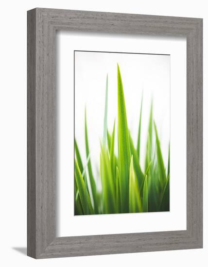 Blades of Green No. 1-Sonja Quintero-Framed Photographic Print