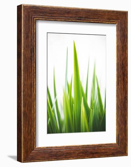 Blades of Green No. 1-Sonja Quintero-Framed Photographic Print