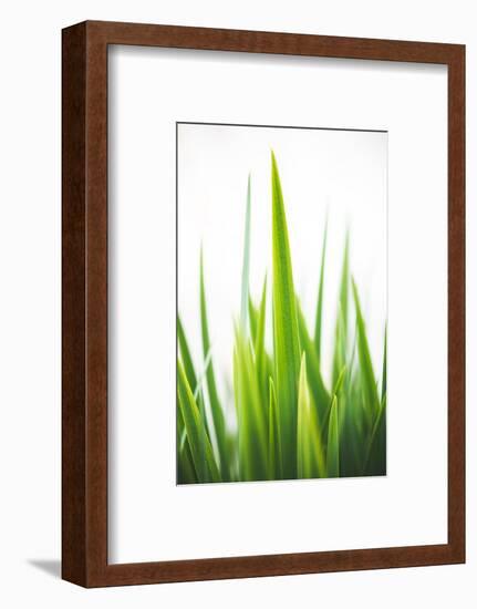 Blades of Green No. 1-Sonja Quintero-Framed Photographic Print