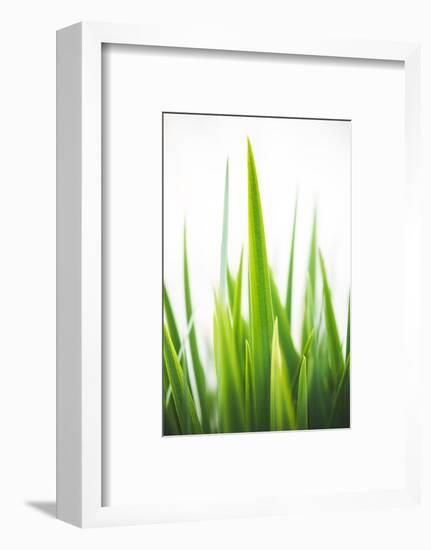 Blades of Green No. 1-Sonja Quintero-Framed Photographic Print