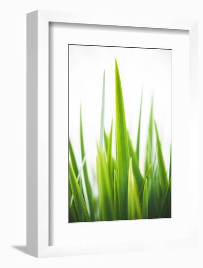 Blades of Green No. 1-Sonja Quintero-Framed Photographic Print