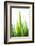 Blades of Green No. 1-Sonja Quintero-Framed Photographic Print