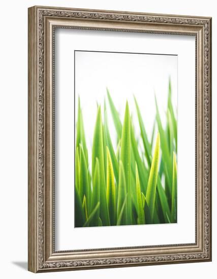 Blades of Green No. 2-Sonja Quintero-Framed Photographic Print