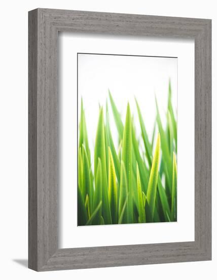 Blades of Green No. 2-Sonja Quintero-Framed Photographic Print