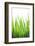 Blades of Green No. 2-Sonja Quintero-Framed Photographic Print