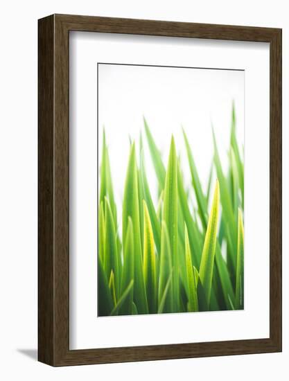 Blades of Green No. 2-Sonja Quintero-Framed Photographic Print